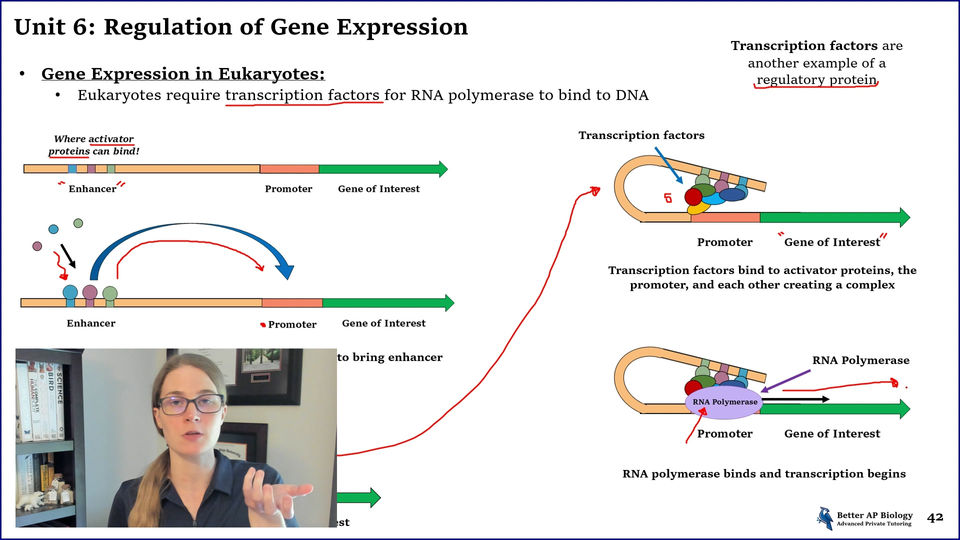 L5- Regulation of Gene Expression